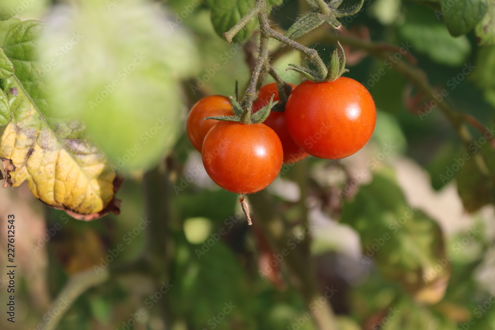 Tomaten am Strauch im Herbst