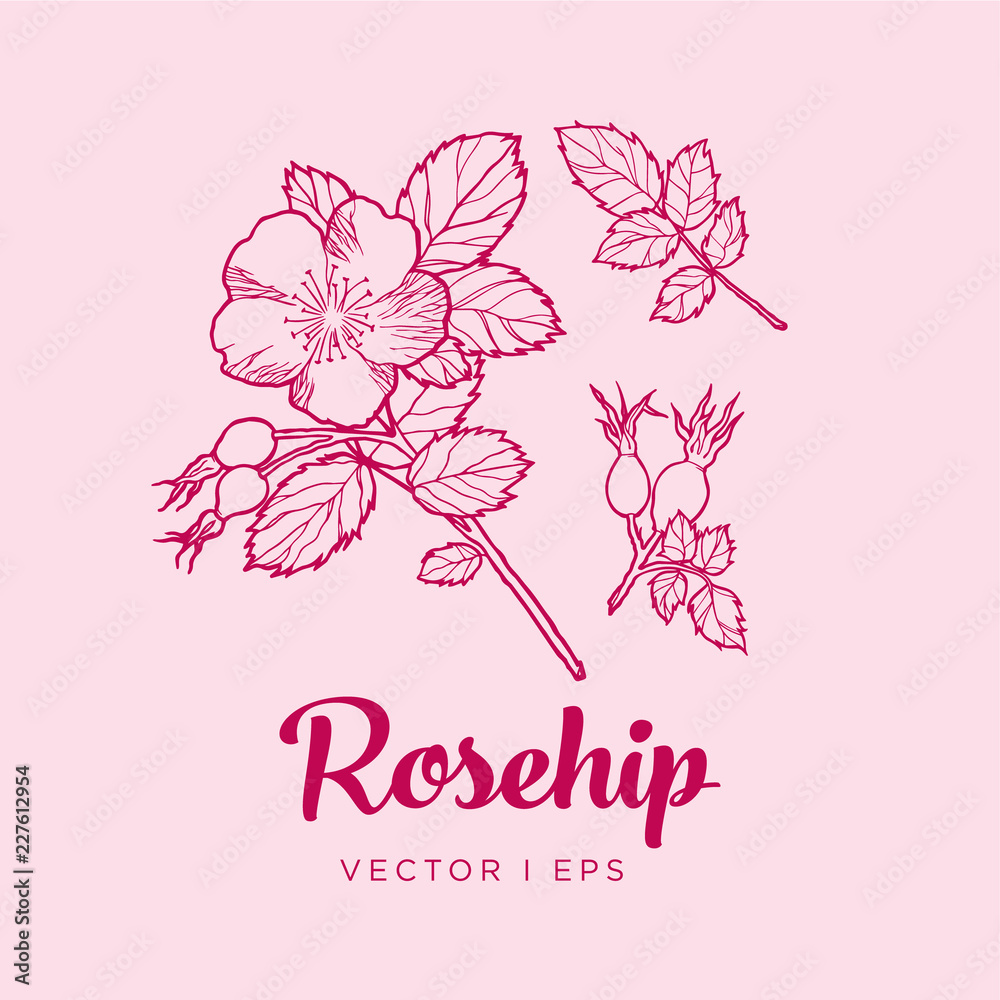 Vector outline detailed illustration of the rosehip flower, leaves and a dog-rose fruit. Dog rose plant sketch.