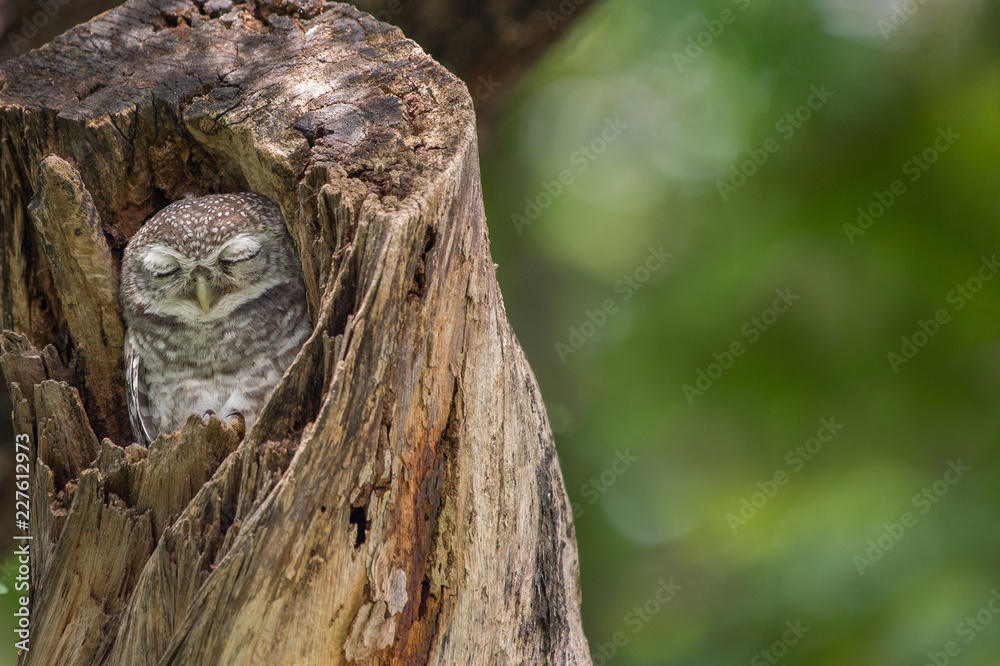 Obraz premium Spotted Owlet (Athene Brama) in tree hollow, Owl is very small living in a tree hollow with family is peaking through the wrecked branch. The Spotted Owlet has bright yellow eye