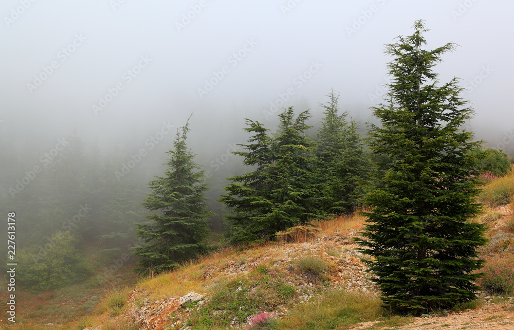 Lebanon Cedars on a misty day