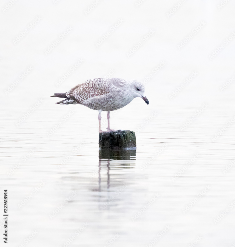 Obraz premium Young Herring Gull