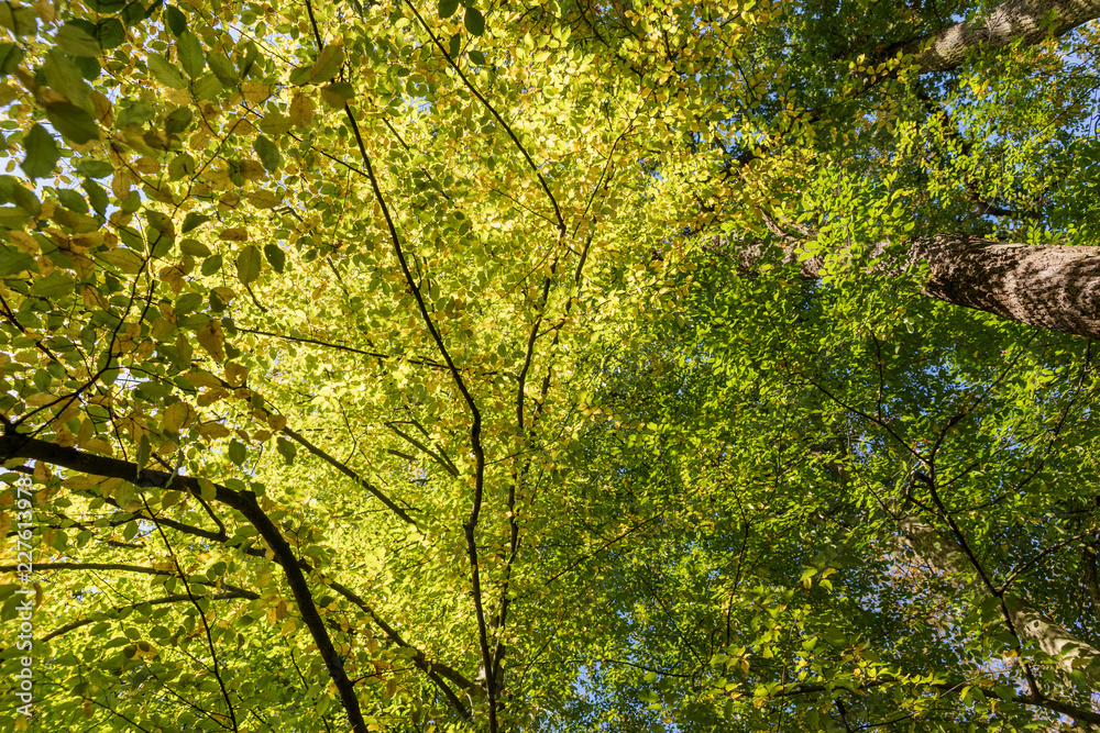 Leaves of deciduous trees in the sunlight. Sunny day in forest Leaves of deciduous trees in the sunlight. Sunny day in forest