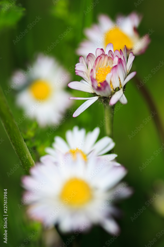 Obraz premium Merrgherite