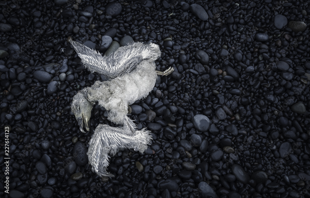 Fototapeta premium Dead wild bird on a stone beach in Iceland