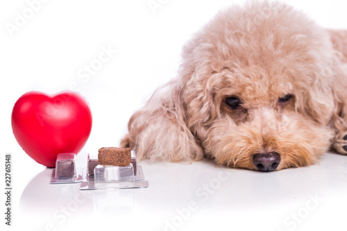 Fototapeta Naklejka Na Ścianę i Meble -  Poodle pet dog with beef chewables for heartworm protection treatment