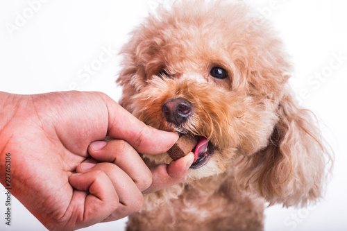 Fototapeta Naklejka Na Ścianę i Meble -  Hand feeding pet dog with chewable to protect from heartworm
