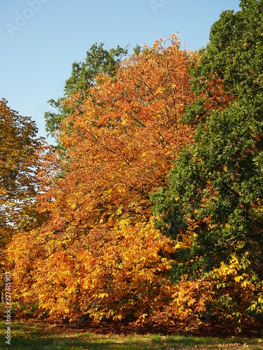 Beautiful golden autumn foliage in the Yorkshire Arboretum, England © AngieC