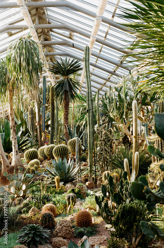 Cactuses in the botanical garden