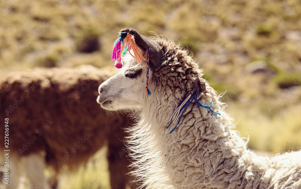 Obraz premium Travel to Bolivia - Llamas in the Altiplano Desert