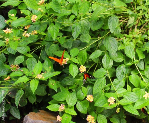 papillon orange sur une fleur dans une serre