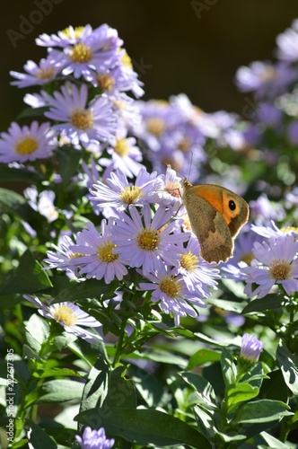 Close-up of a Beautiful Butterfly on Aster Flowers, Nature, Macro © Simoncountry