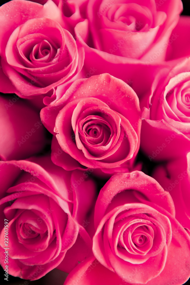 Beautiful red roses Beautiful red roses
