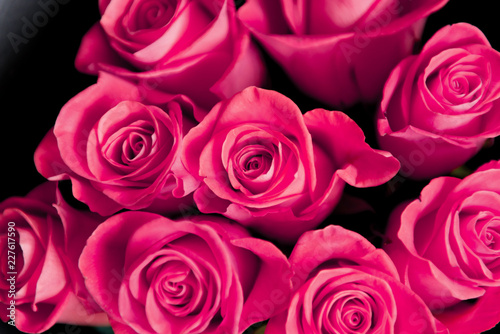 Beautiful red roses