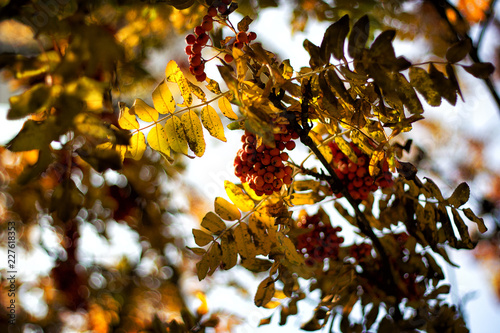 Autumn landscape. Beautiful rowan in the sun