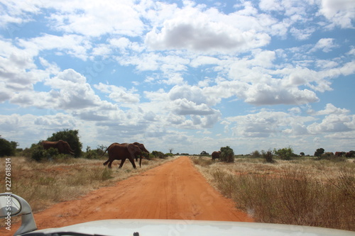 African Elepahants  photo