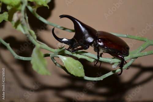 stag beetle © Perseus