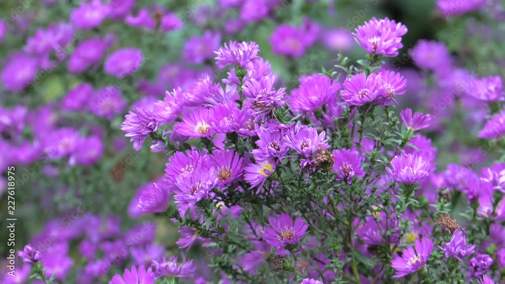 Purple flowers grow in a group. 4K, UHD, 50p, Cinematic,Closeup, Purple flowers grow in a group. 4K, UHD, 50p, Cinematic,Closeup,