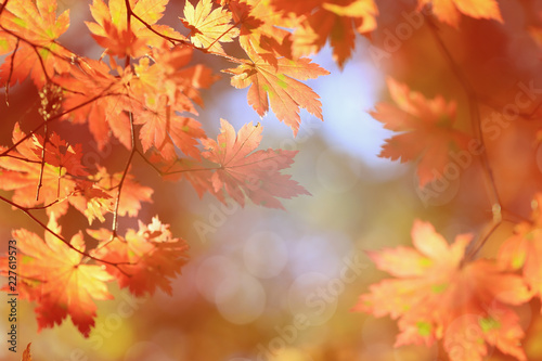 Blurred autumn background, yellow maple leaves. frame