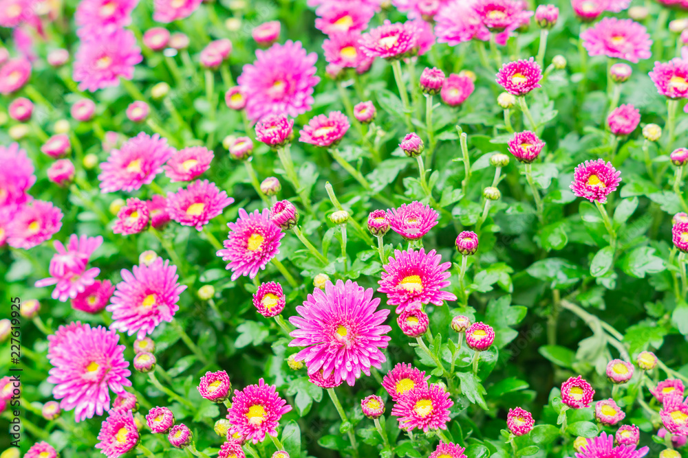 Chrysanthemum flowers as a background. Field of pink Chrysanthemums. Selective focus Chrysanthemum flowers as a background. Field of pink Chrysanthemums. Selective focus