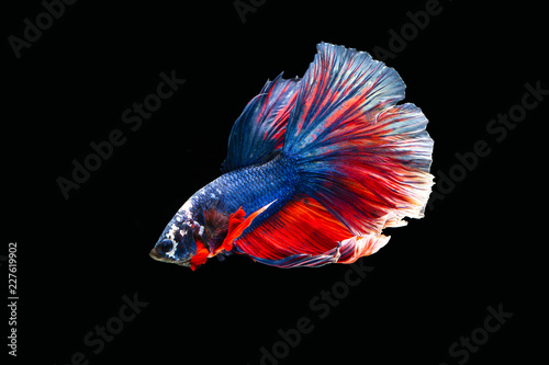 Bild auf Leinwand The moving moment beautiful of siamese betta fish or splendens fighting fish in thailand on black background