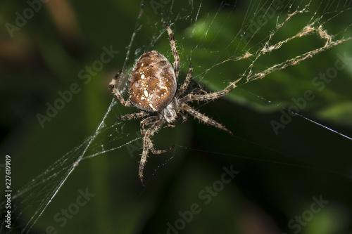 Garden spider in broken web.