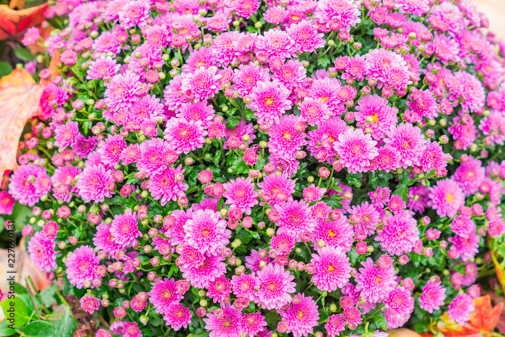 Naklejka premium Chrysanthemum flowers as a background. Field of pink Chrysanthemums. Selective focus