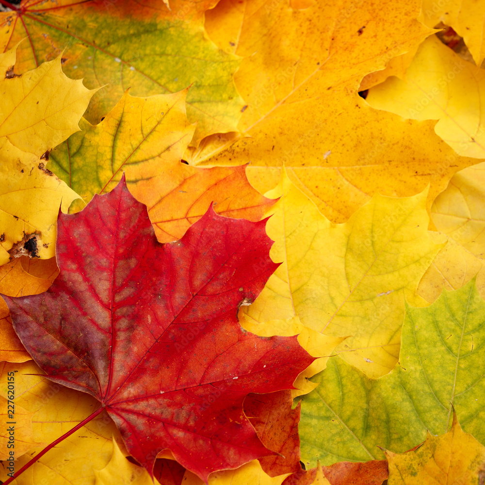 Closeup of autumn leaves lie on the ground. A bunch of colorful leaves of marple, yellow, red, green, orange. Flat lay. Autumn concept