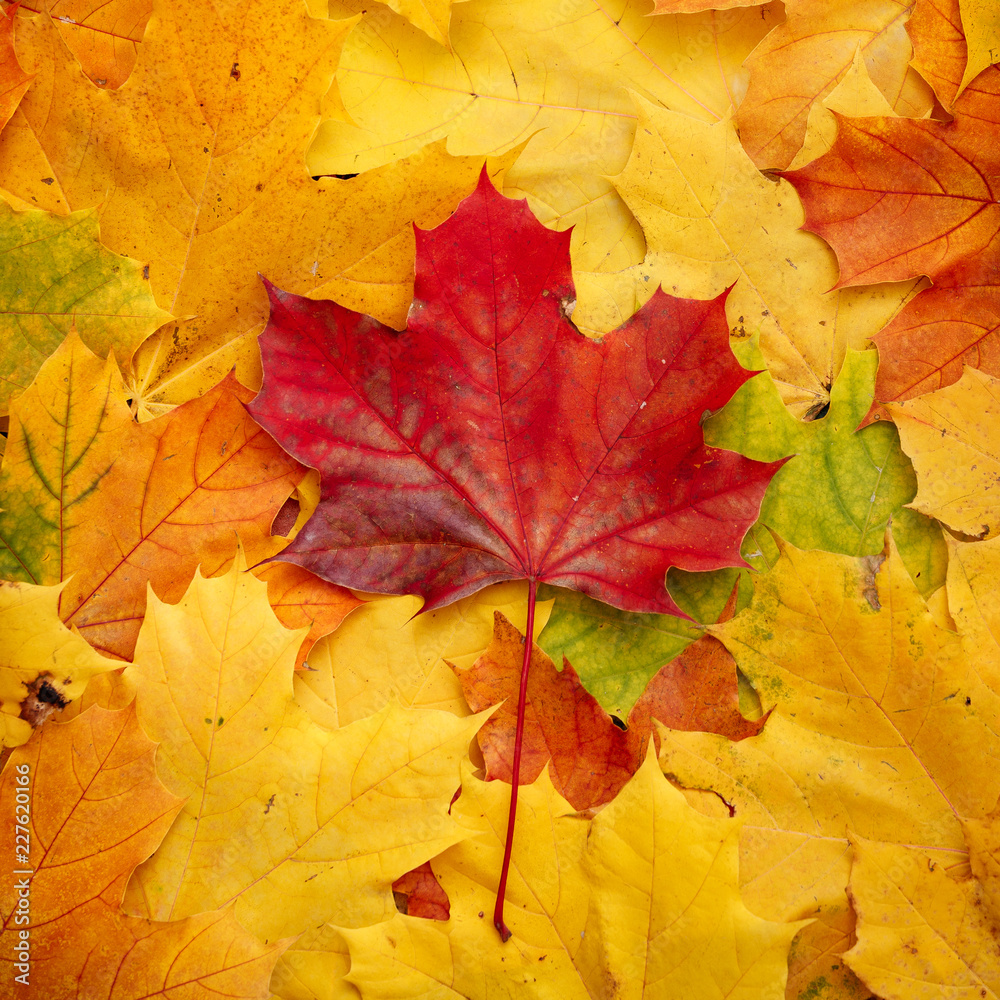 Closeup of autumn leaves lie on the ground. A bunch of colorful leaves of marple, yellow, red, green, orange. Flat lay. Autumn concept Closeup of autumn leaves lie on the ground. A bunch of colorful leaves of marple, yellow, red, green, orange. Flat lay. Autumn concept