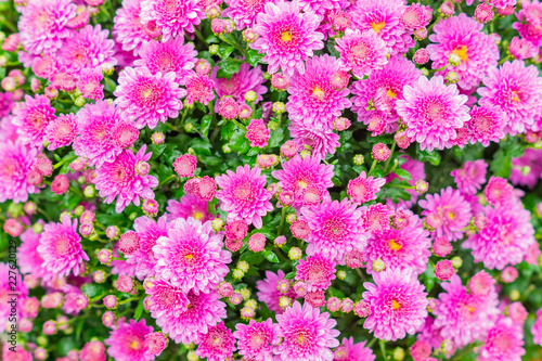 Chrysanthemum flowers as a background. Field of pink Chrysanthemums. Selective focus