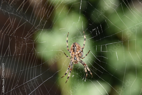 Garden spider seen from the bottom in web.