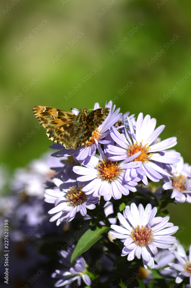 Close-up of a Beautiful Butterfly on Aster Flowers, Nature, Macro Close-up of a Beautiful Butterfly on Aster Flowers, Nature, Macro