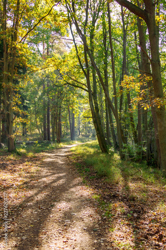 Wanderweg im Wald im Herbst  herbstliches Licht  Unsch  rfe