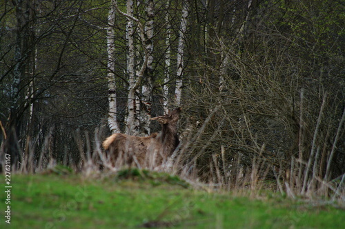 fallow deer in the forest