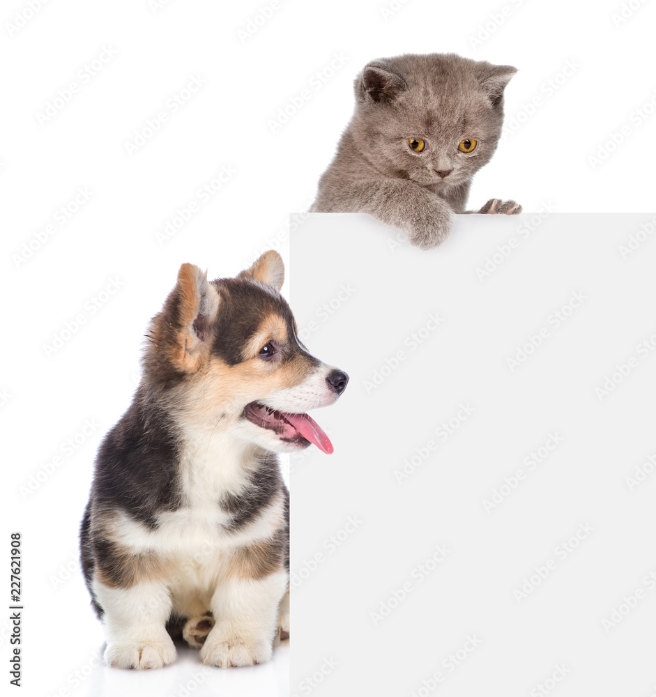 Obraz premium Cat and dog peeking over empty white board. isolated on white background. Space for text