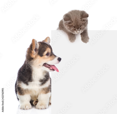 Cat and dog peeking over empty white board. isolated on white background. Space for text