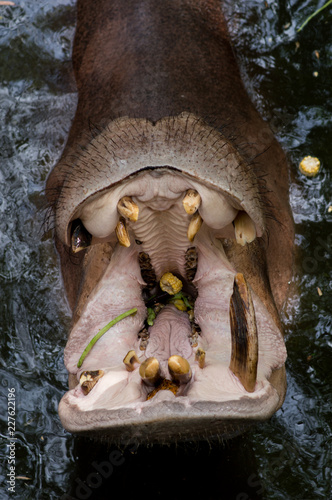 Big Hippopotamus (Hippopotamus Amphibius)  in water. Outdoor. Hippopotamus in the water with open mouth asking for food at the zoo.