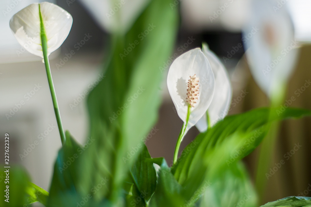 Obraz premium A closeup of a white flowering peace lily and its green leaves in an relaxed and harmonious home office on a sunny day