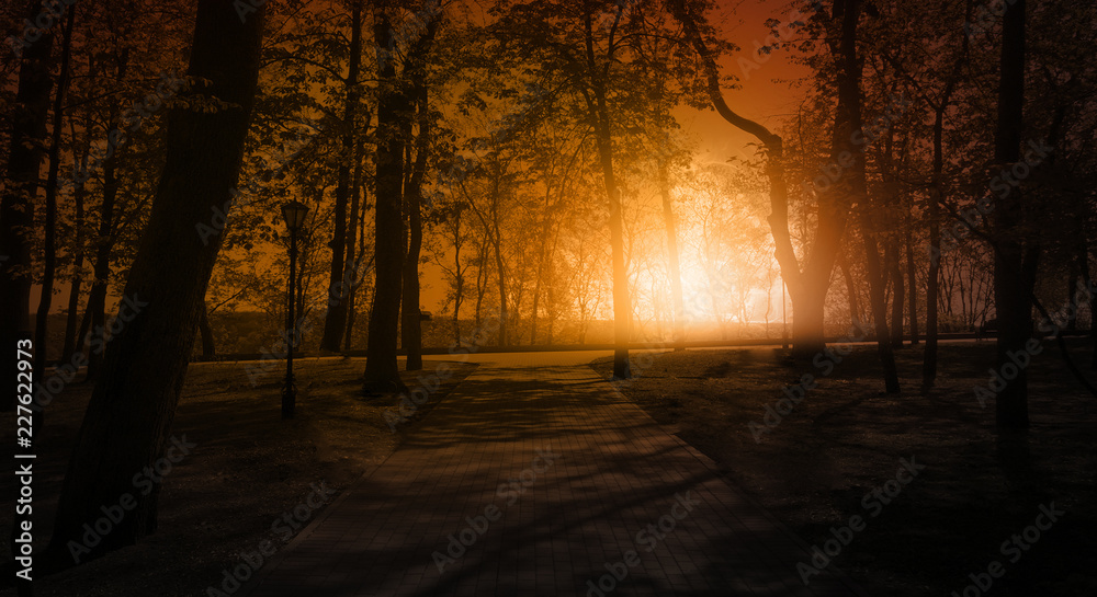 Dark forest, rays of sunlight through the trees, a magical forest