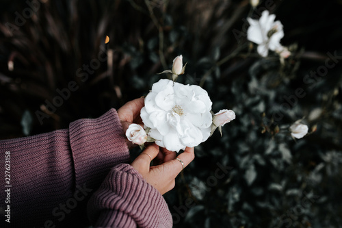 Hand holding white flower