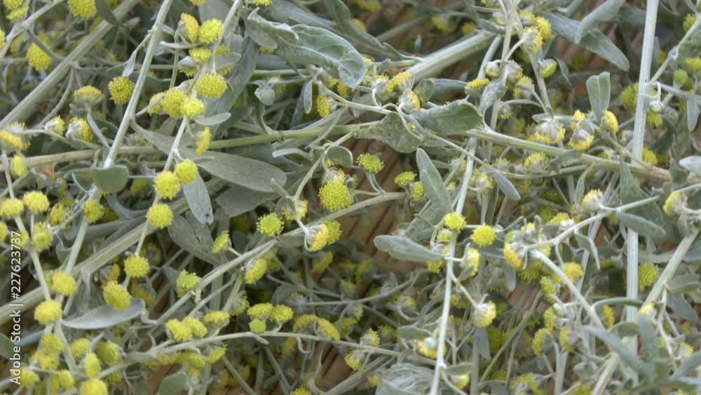 Rotating wormwood absinthium bunch food background Rotating wormwood absinthium bunch food background