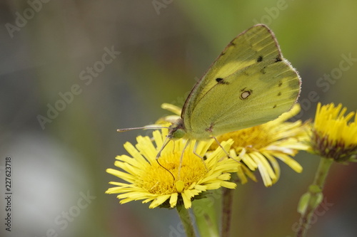 黄色い蝶 © toshiesasaki8