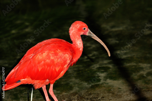 Portrait of scarlet ibis (Eudocimus ruber) a species of ibis in the bird family Threskiornithidae