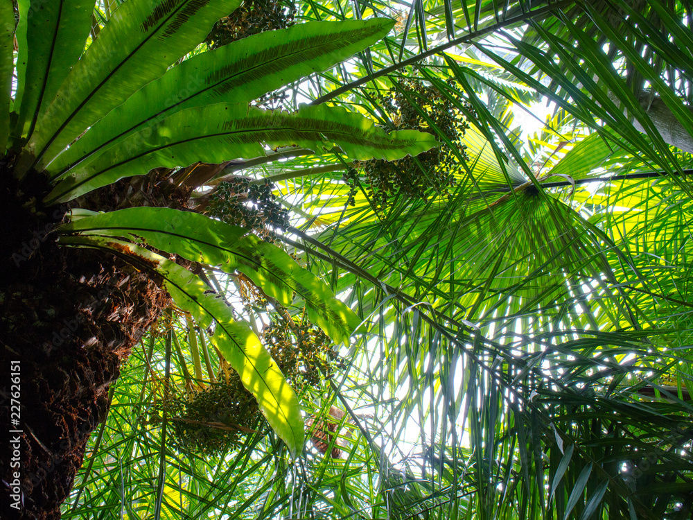 Fototapeta premium In the Monsoon Jungle