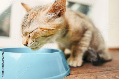 Kitten eating from a plate.