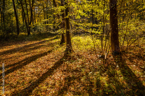 Fototapeta Naklejka Na Ścianę i Meble -  Wald Sonnenlicht Herbst