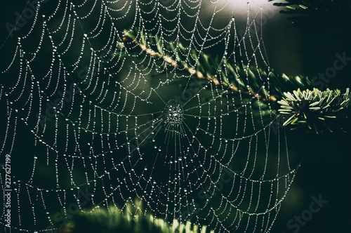 Spinnennetz © Ina
