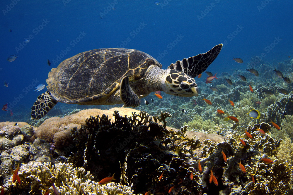 Fototapeta premium turtle