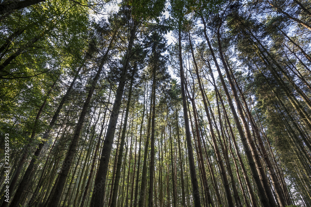 Looking up at tall trees