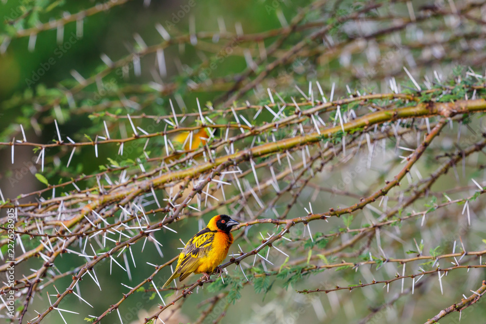 Prickly branches with a Village weaver on a branch Prickly branches with a Village weaver on a branch