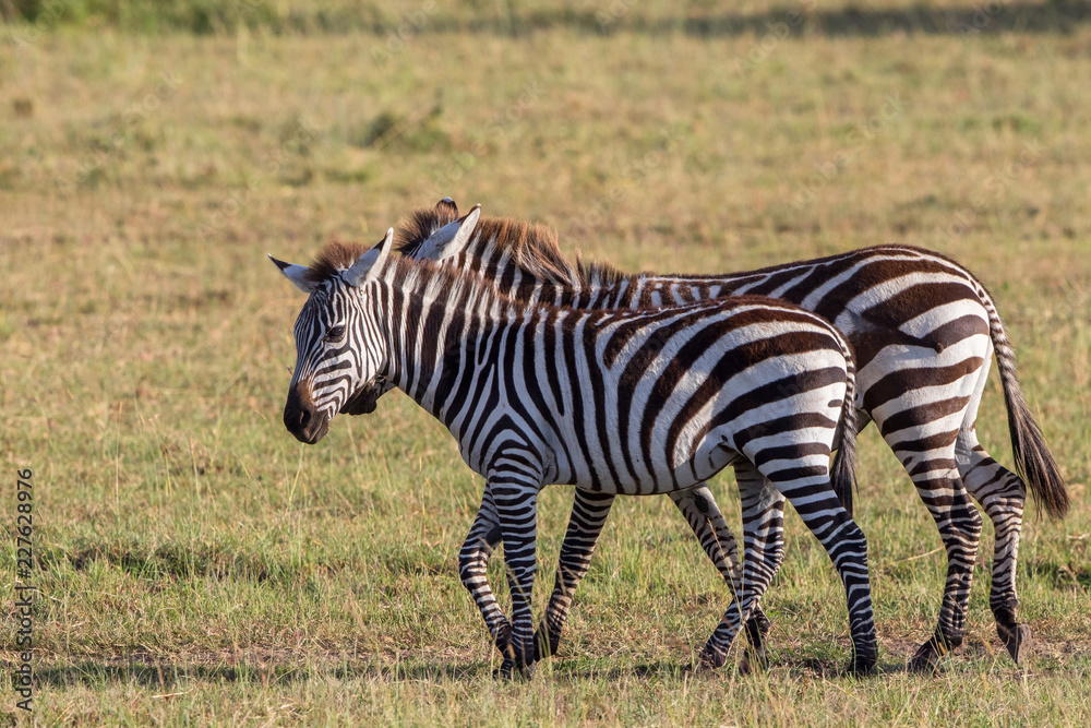 Fototapeta premium Zebras walking on the savannah in Africa